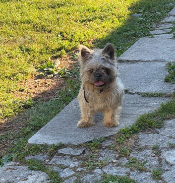 French Bulldog Cross