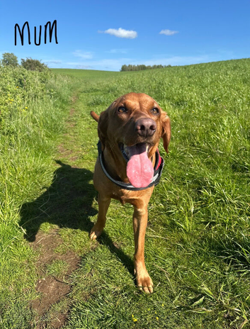 KC Registered Fox Red Labrador Puppy (only 1 left)