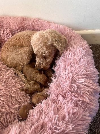 Kc registered toy poodles