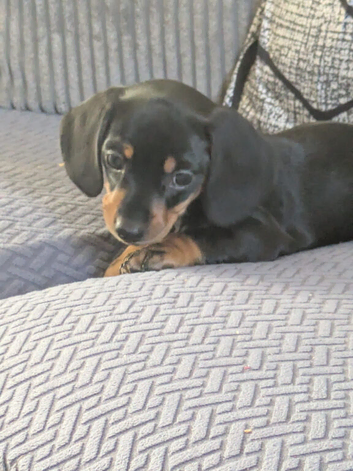 Dachshund