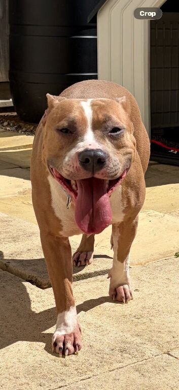 Mixed bull/staffy breed female