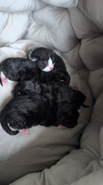 3 male kittens