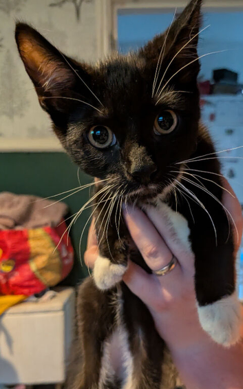 Two male kittens