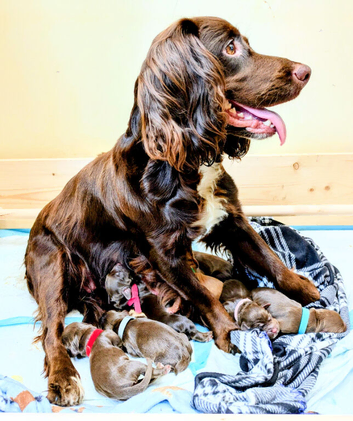 Quality F1B Sprocker Puppies 1 Female 4 Males available