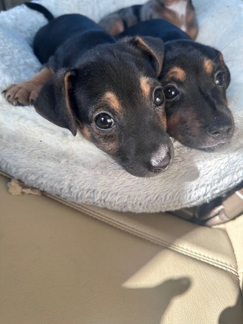 Beautiful jackrussel pups
