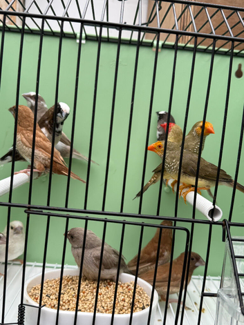 9 - mixed bengalese finches