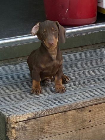 Miniature Dachshund Puppies