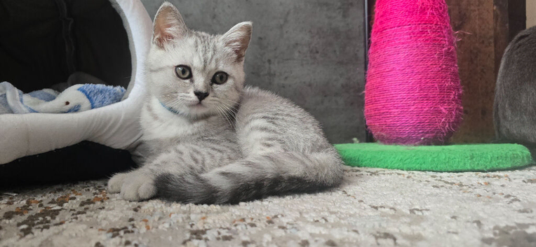 3 British Shorthair kittens ready for their new homes ️