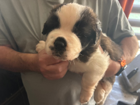 Saint Bernard