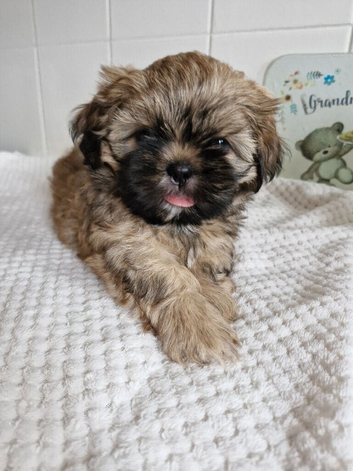 Shih-tzu puppys