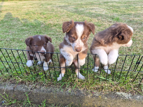 Collie pups
