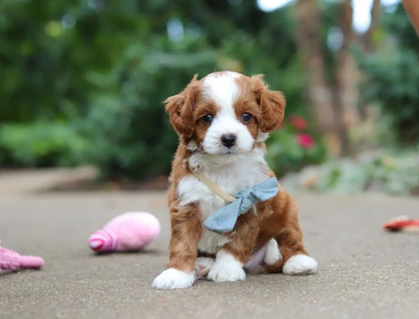 Gorgeous F1B Cavapoo Litter