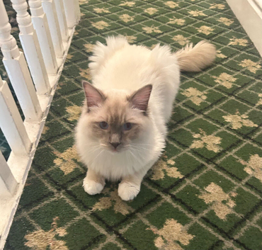 REHOMMING RAGDOLL MALE