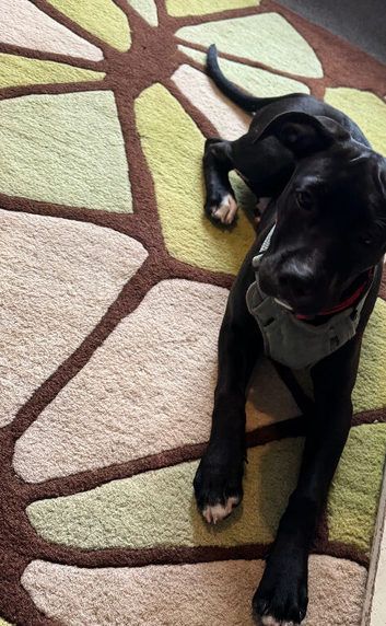 Irish staff/cane corso