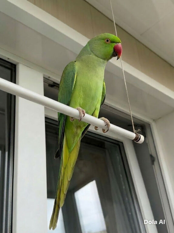 Baby green ring neck talking parrot