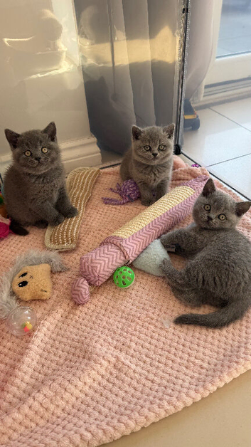 Gorgeous GCCF Bristish Shorthair Blue Kittens
