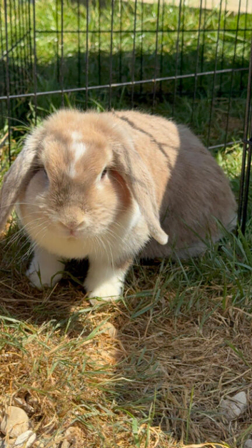 tan and grey bunny