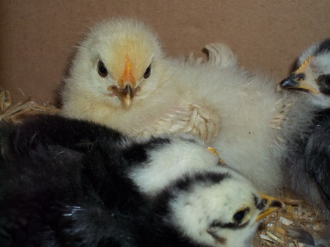 PEKIN CHICKS AND GROWERS,