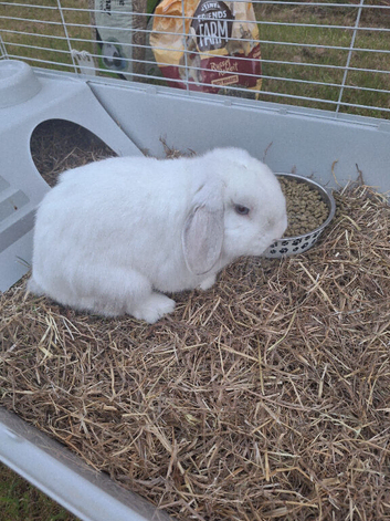 Male n female rabbit