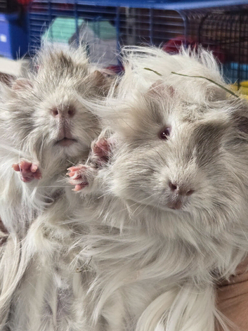 Baby Guinea-pigs ONLY BOYS LEFT