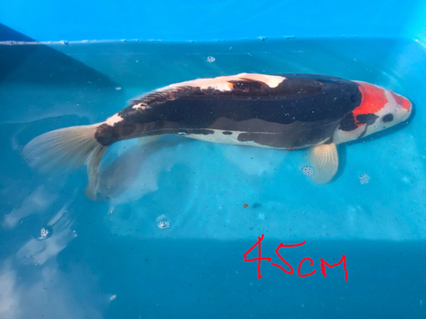 Japanese Koi