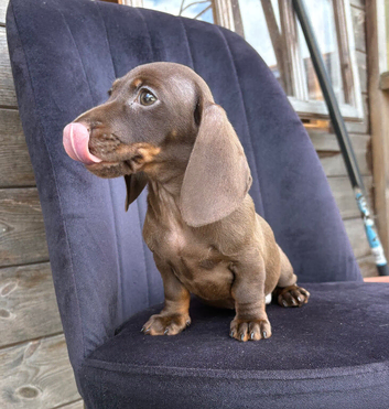 Chocolate &tan female kc reg