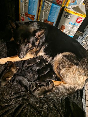 5 weeks old German Shepards puppies (full breed)