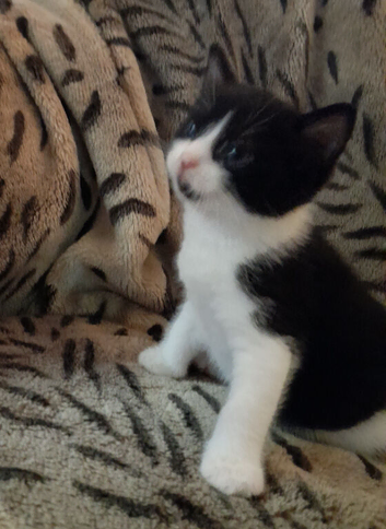 Black white tuxedo Boy Kitten