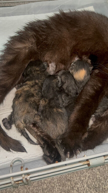 4 kittens ready to leave at the end of July