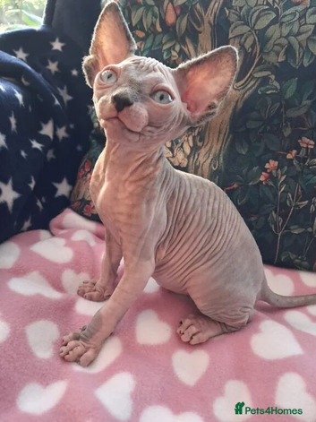 Sphynx kittens