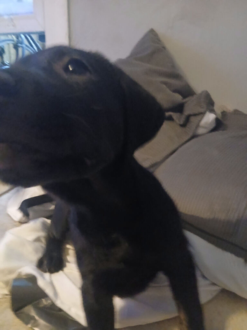 staffy x irish setter