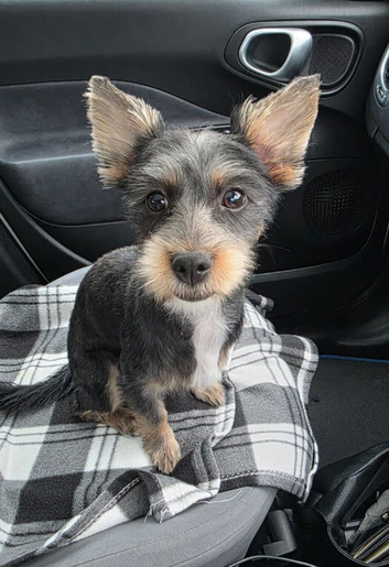 Yorkshire Terrier