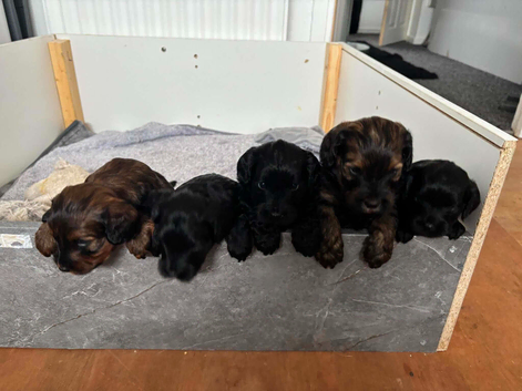 5 beautiful f2 cockapoo puppies