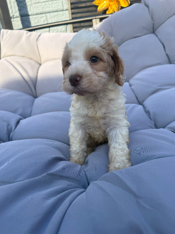 Cockapoo boy