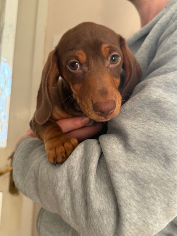 3 dachshund boys