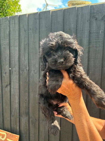 Gorgeous Cockapoo Puppies
