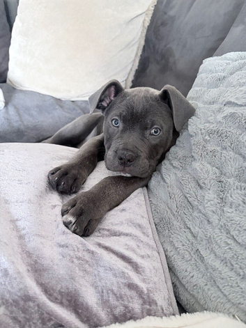 12 week old cane corso absolutely beautiful