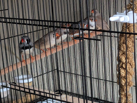 Zebra finch