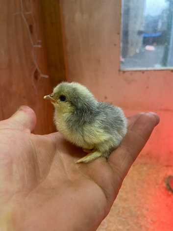 Day old chicks