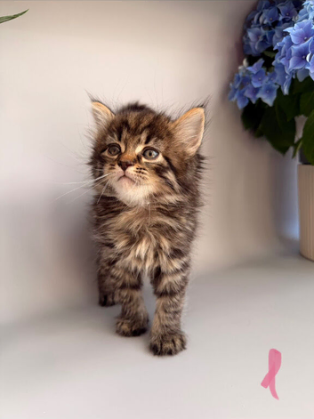 Kittens for Sale &ndash; Looking for Loving Homes!