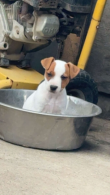 Miniature working jack russel