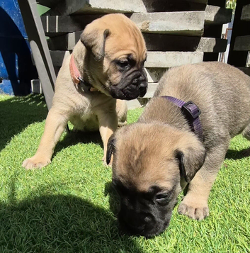 Bull mastiff puppies