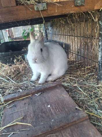 Handsome BEW Netherland dwarf
