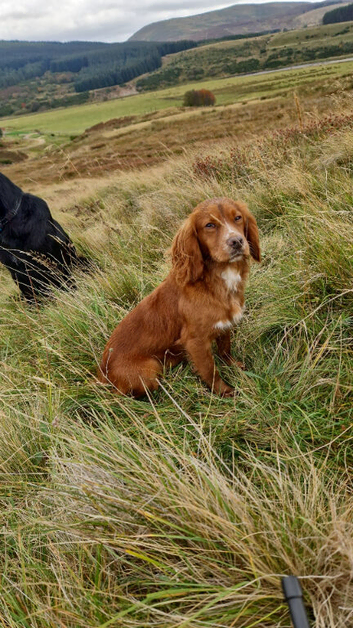 Coker spaniel stud
