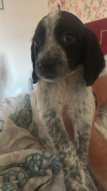 Beautiful cocker spaniel puppies