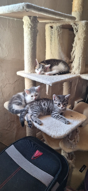 Kittens 2 girls 1 boy
