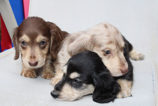 Cream miniature dachshunds