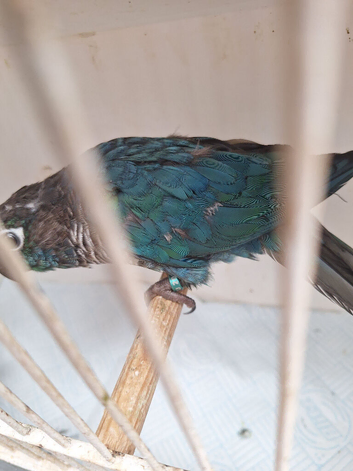 Turquoise violet greencheeked conures