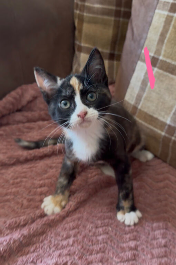 7 beautiful kittens ready for loving homes