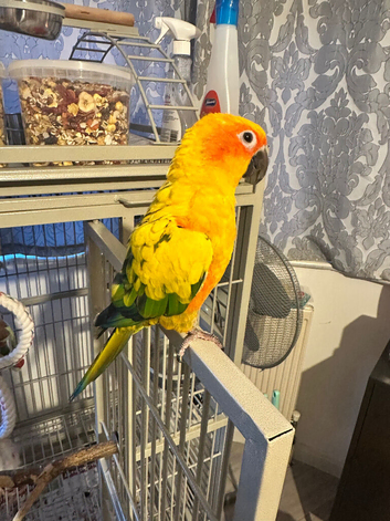 Tame Sun Conure